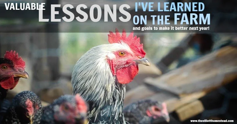 Valuable Lessons I've Learned On The Farm - and next year's goals!