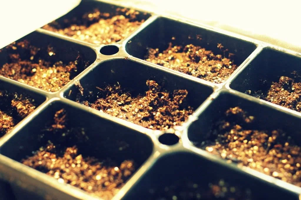 Gentlemen: Start your engines...errr...seeds!