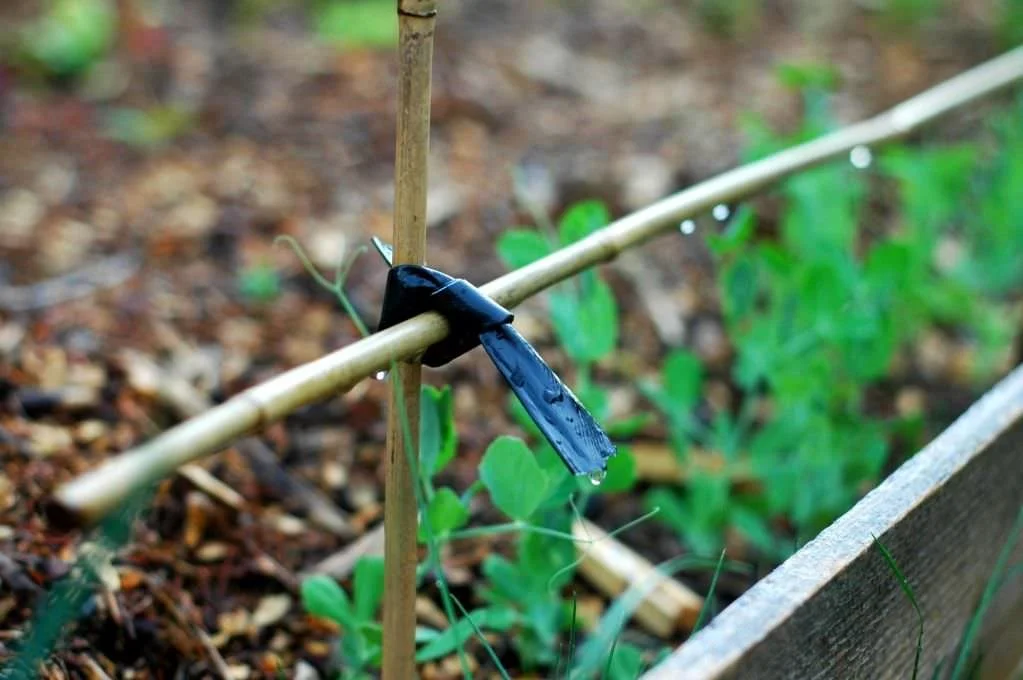 'Po man pea trellis.