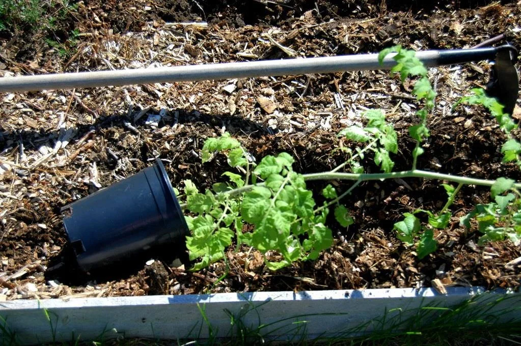 Trenching tomatoes. And friends.