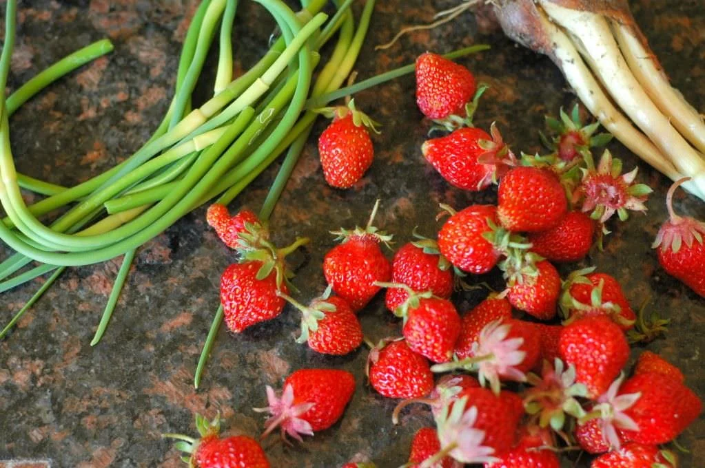 Almost Amish. Your thoughts?