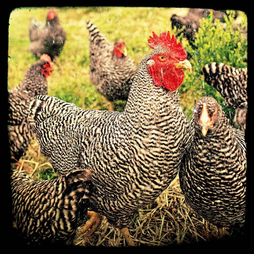 Eggs. Salmonella. And Farmers.