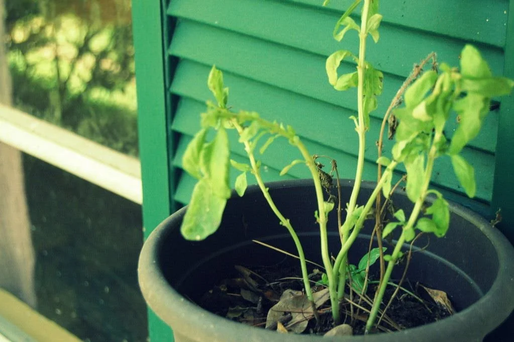 The mess of spiritual gifts.