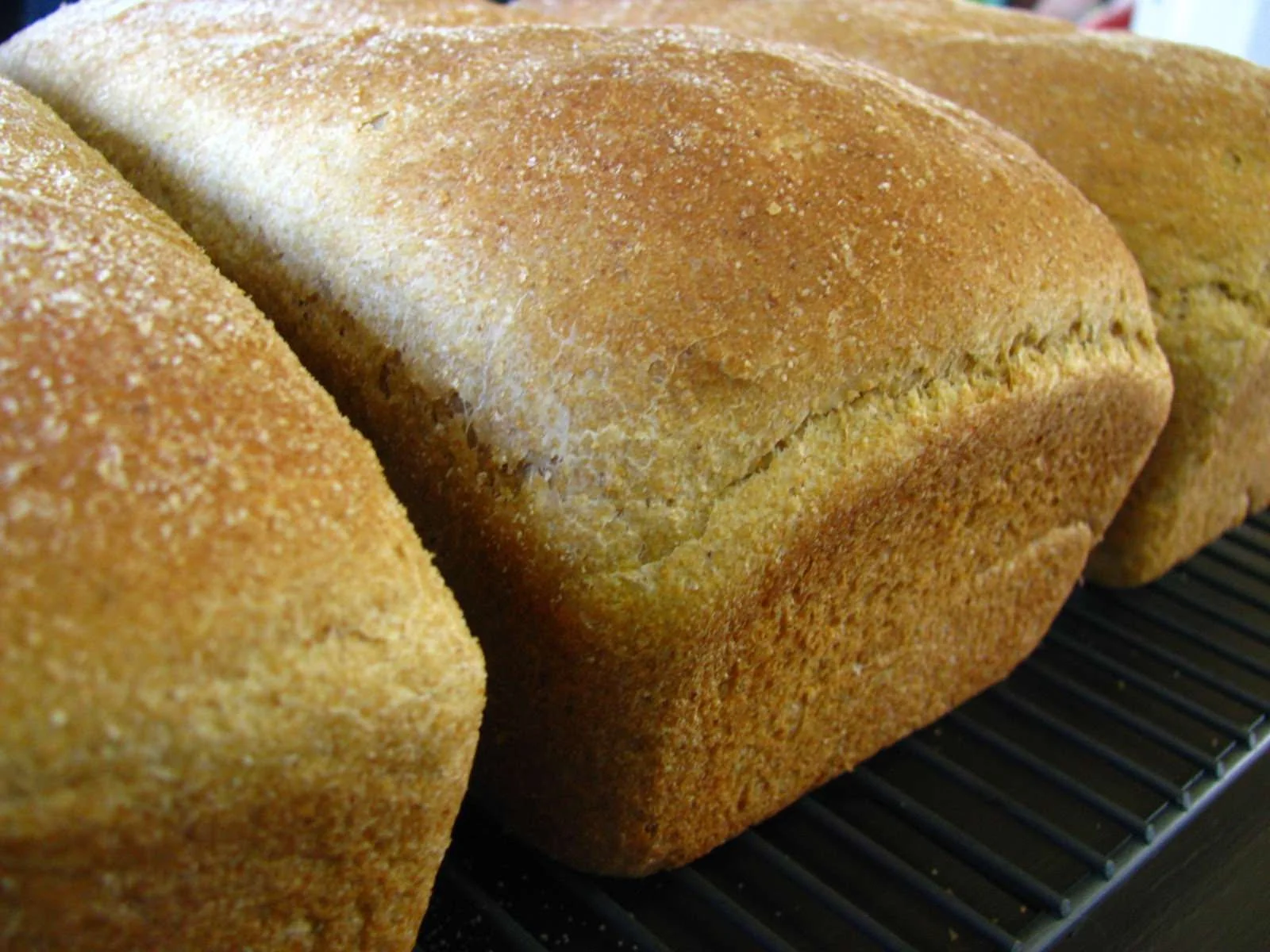 Meet Fannie. And my hard white wheat.