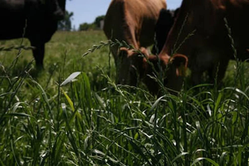 Raw Milk. You heard me.