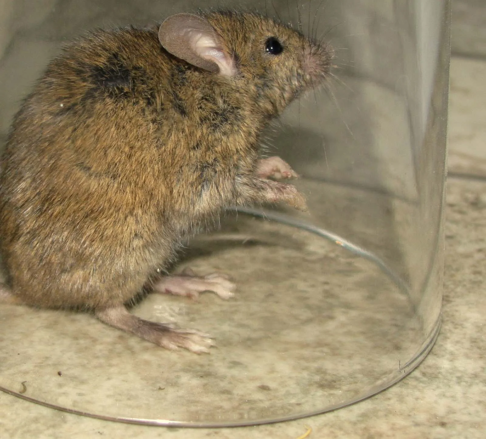 The Reign of the Mouse: A Guest Post From Stuart