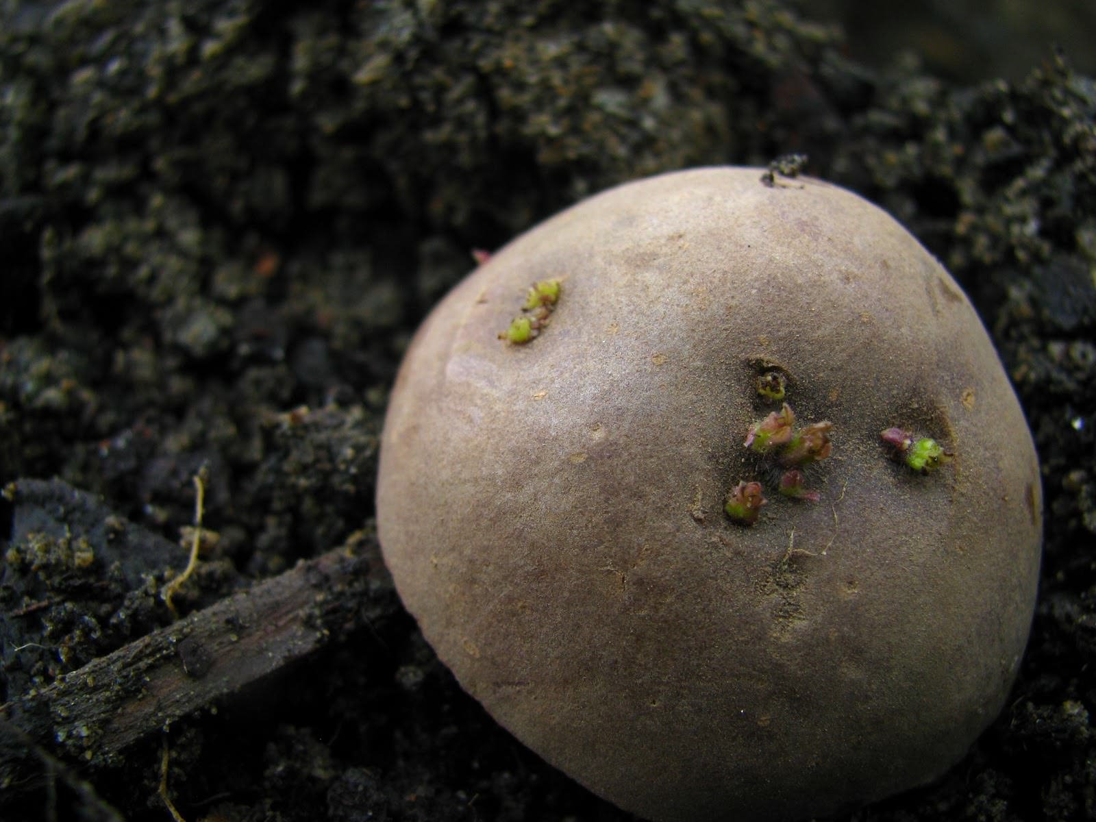 I need a large brimmed hat.
