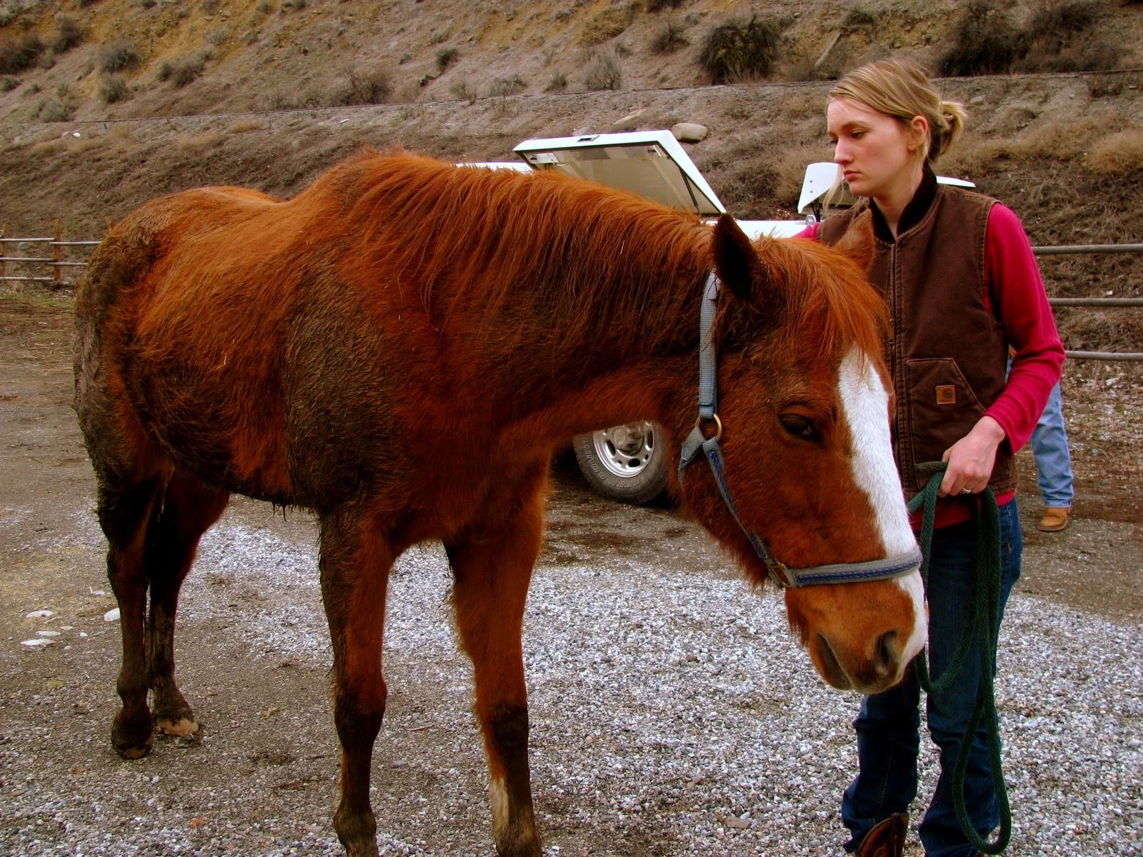 My horse. Who is constipated.