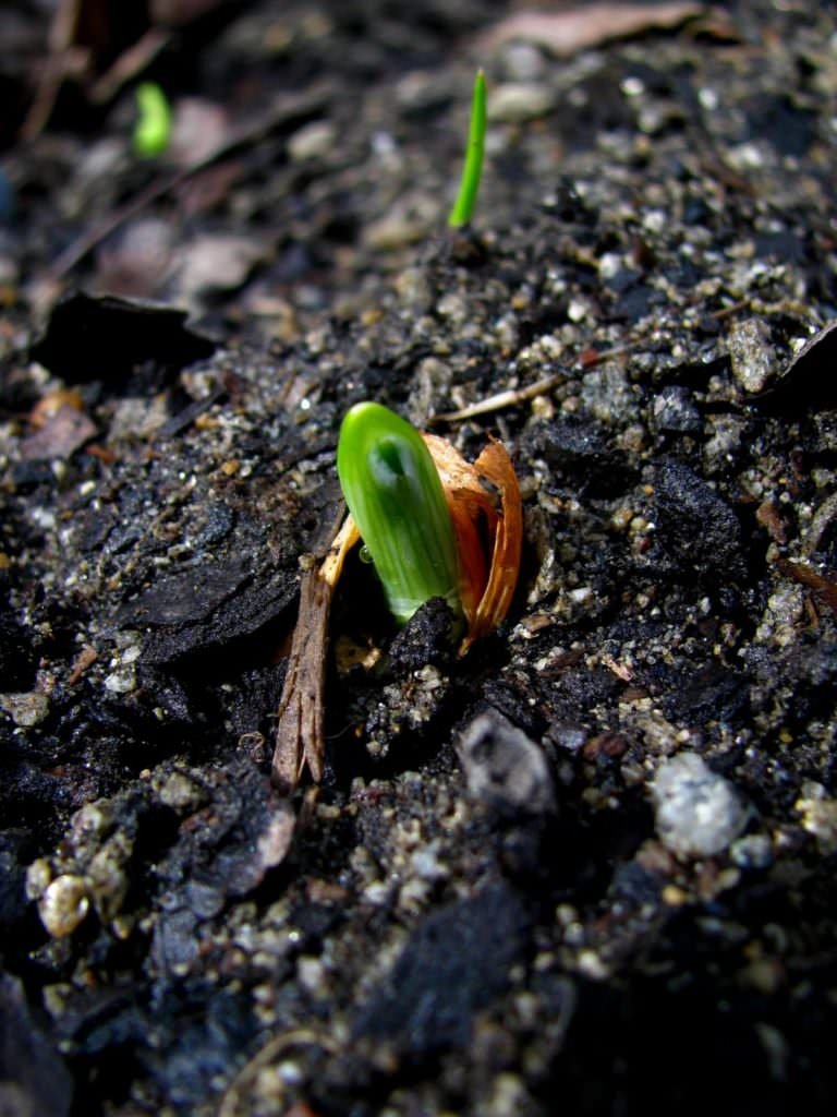 What we've got brewin' in the garden.