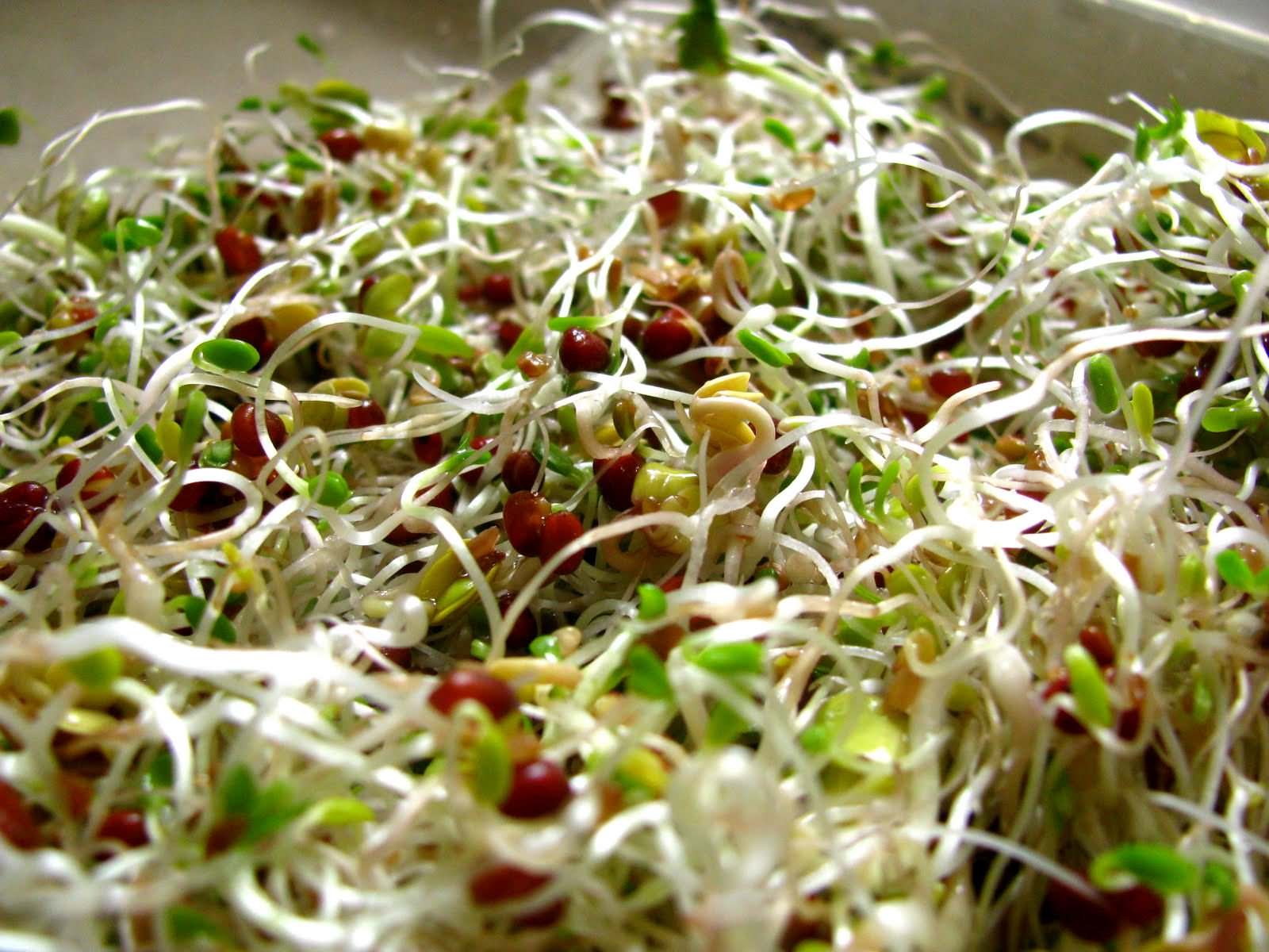 Sprouts. Sprouts. Sprouts.