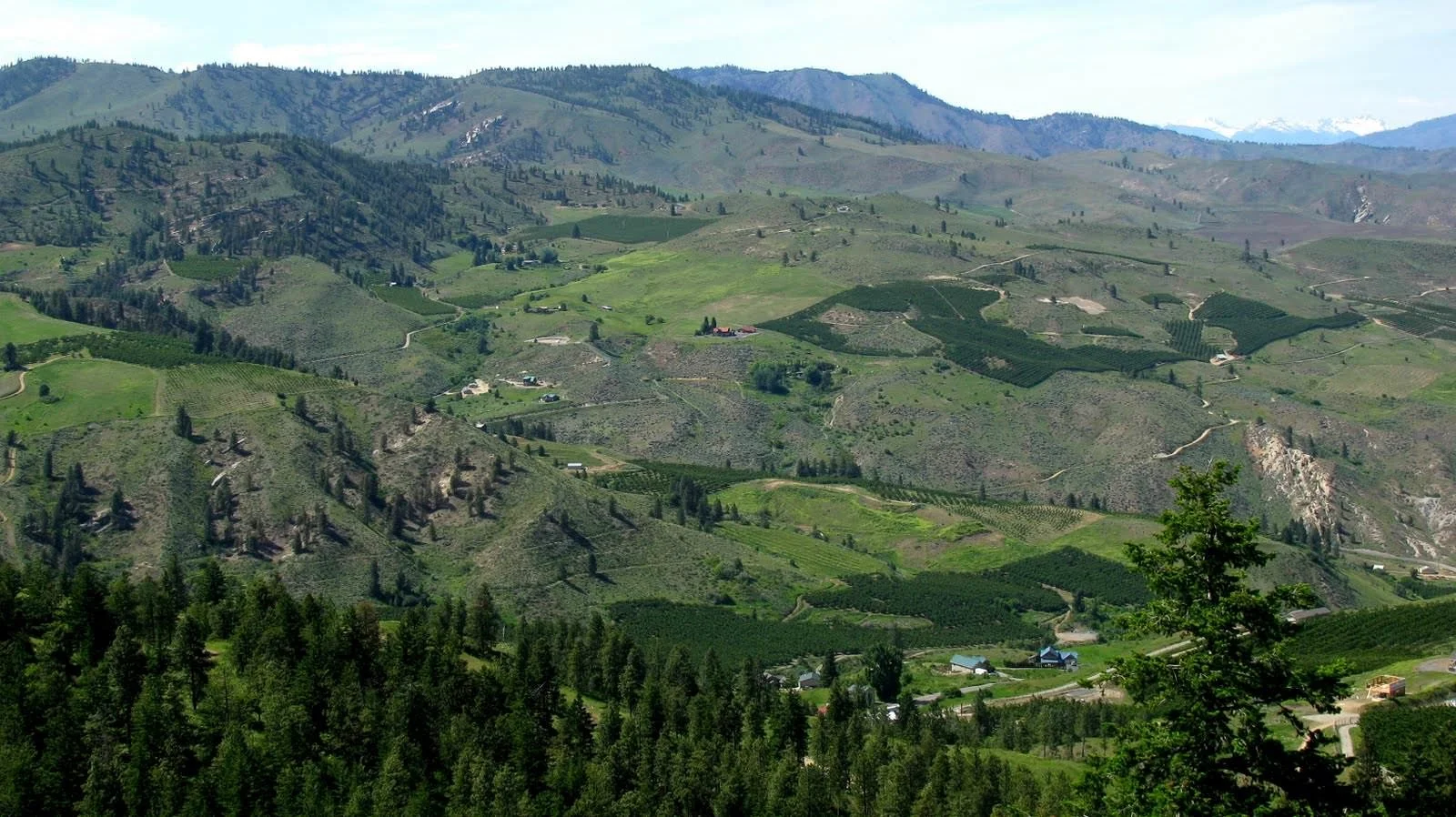 Guns on a homestead.