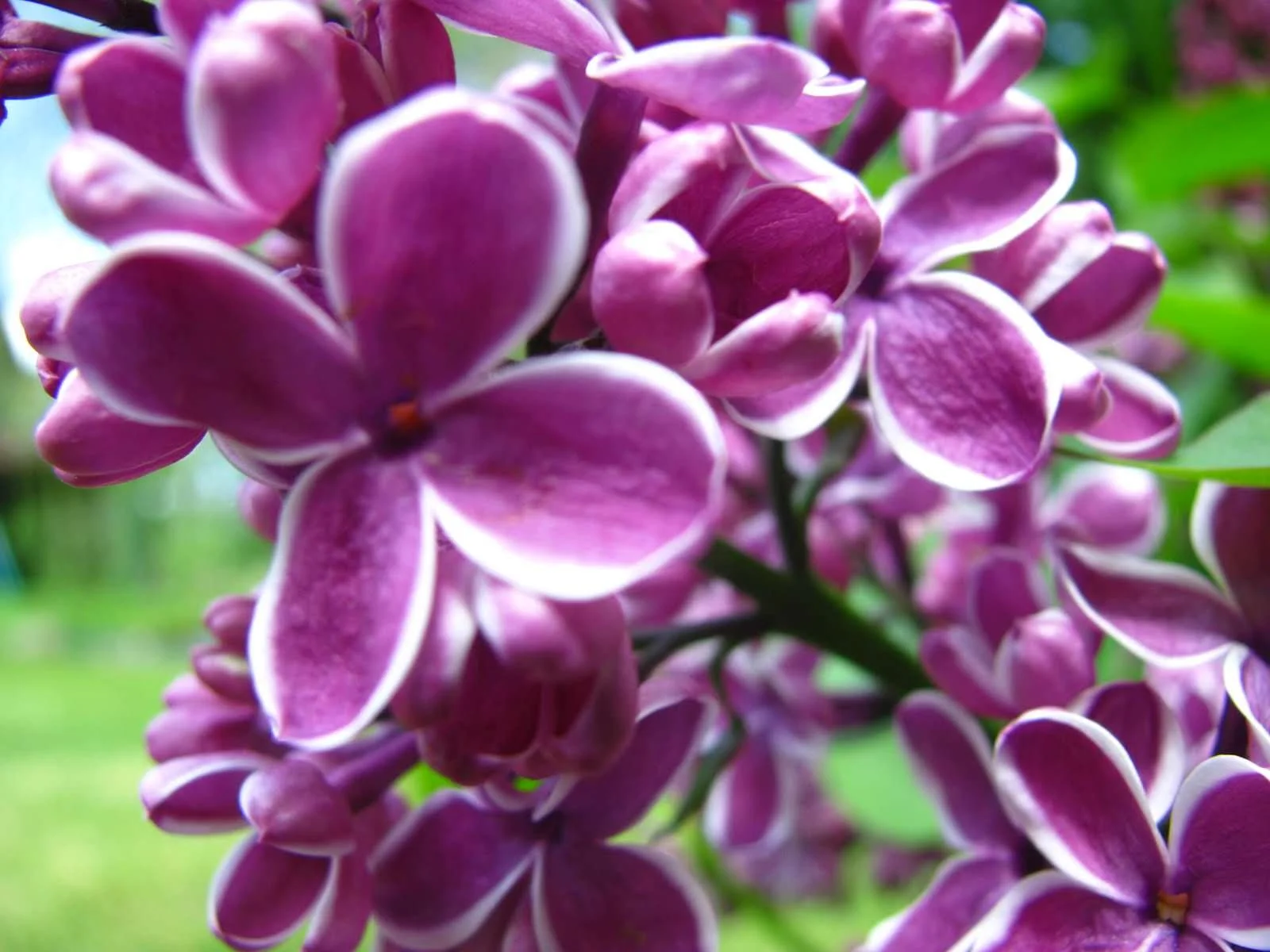 'Ell I be. I'm a contributor!