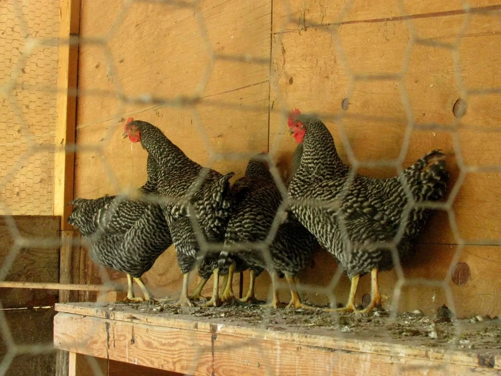 The death of males. A rooster, in particular.