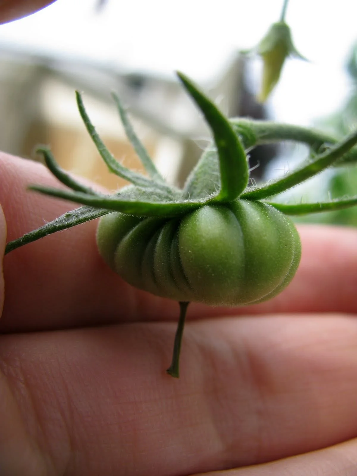 The Lord giveth and the Lord taketh away. Even in the garden.