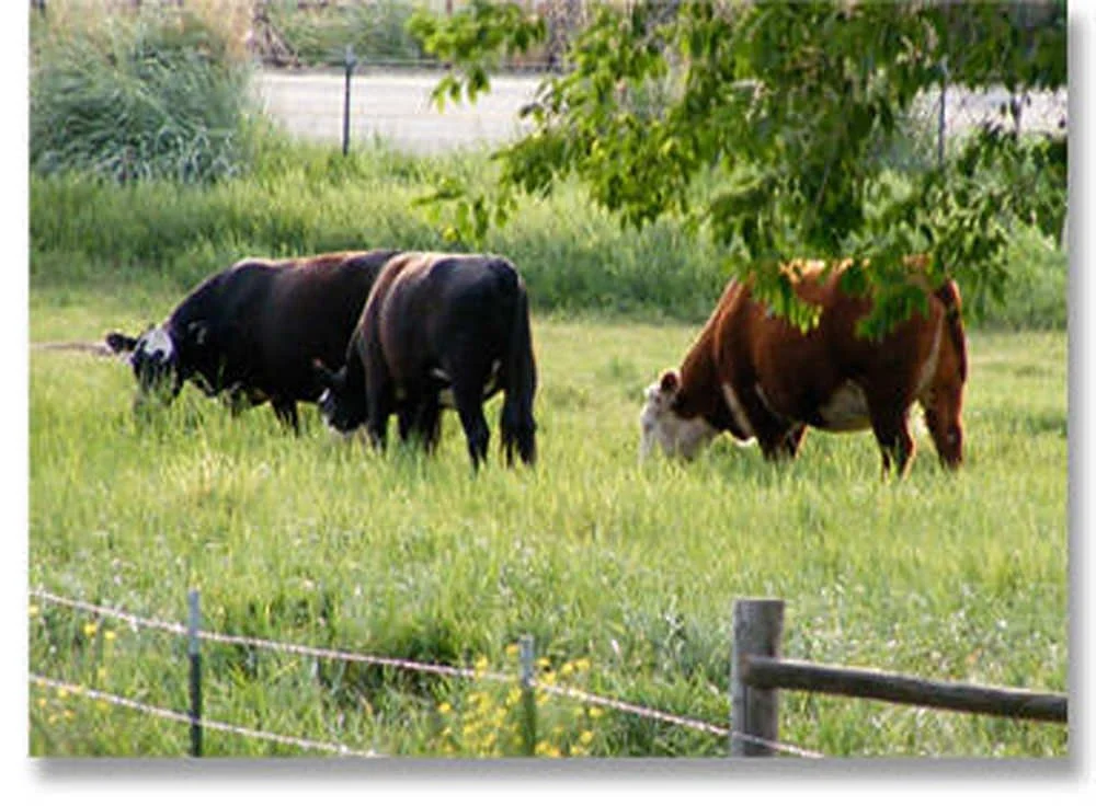 Why we eat meat & the morality involved.