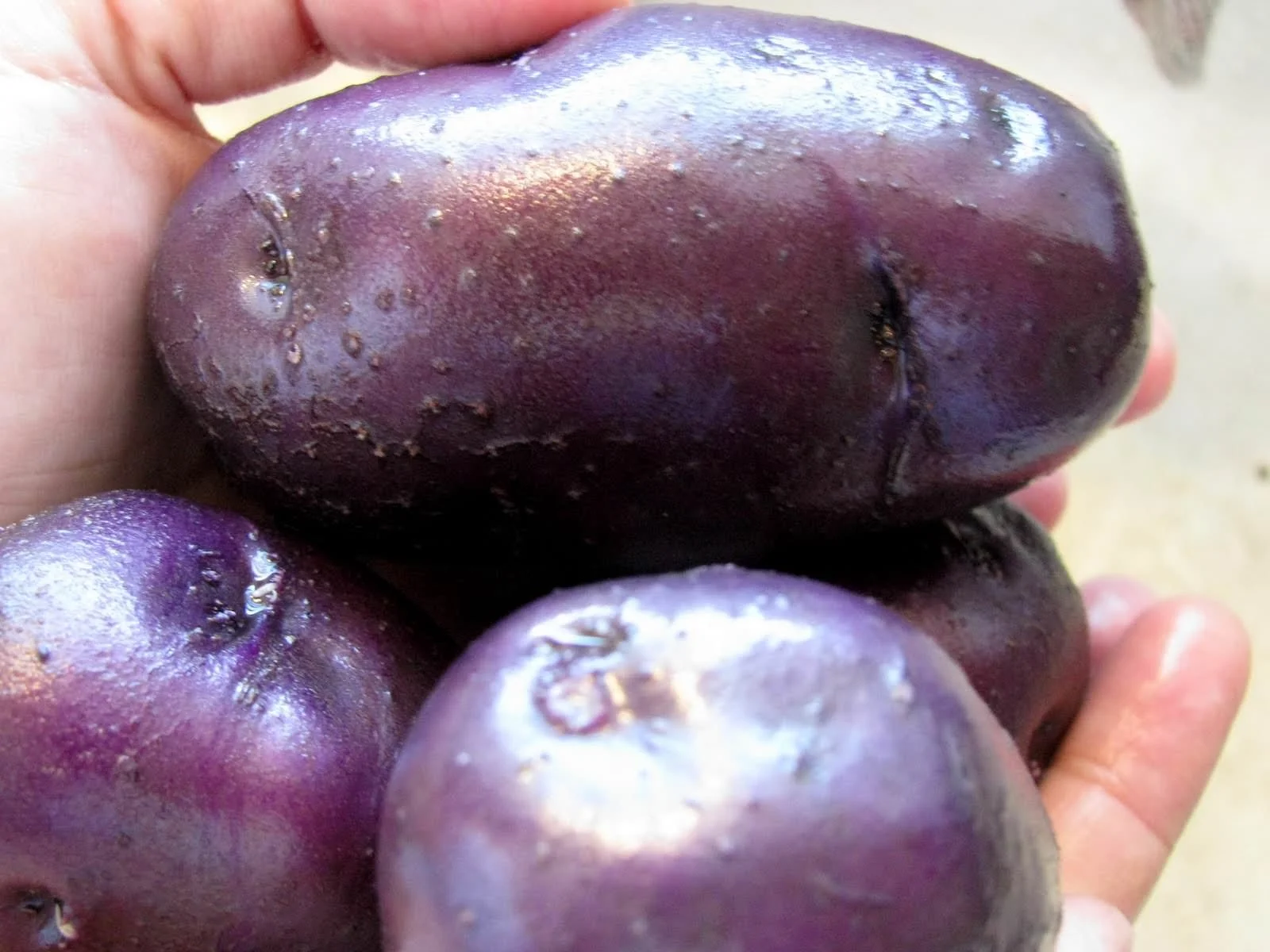 Purple Potatoes!