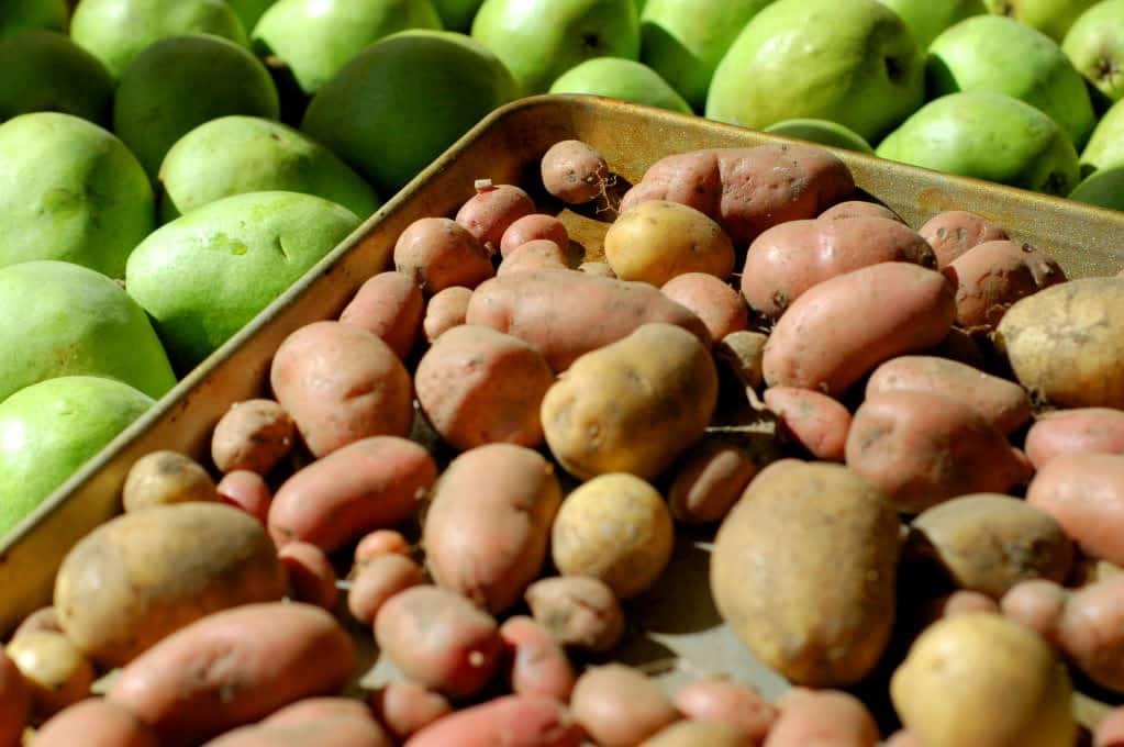 Hoop-houses & fall plantings.