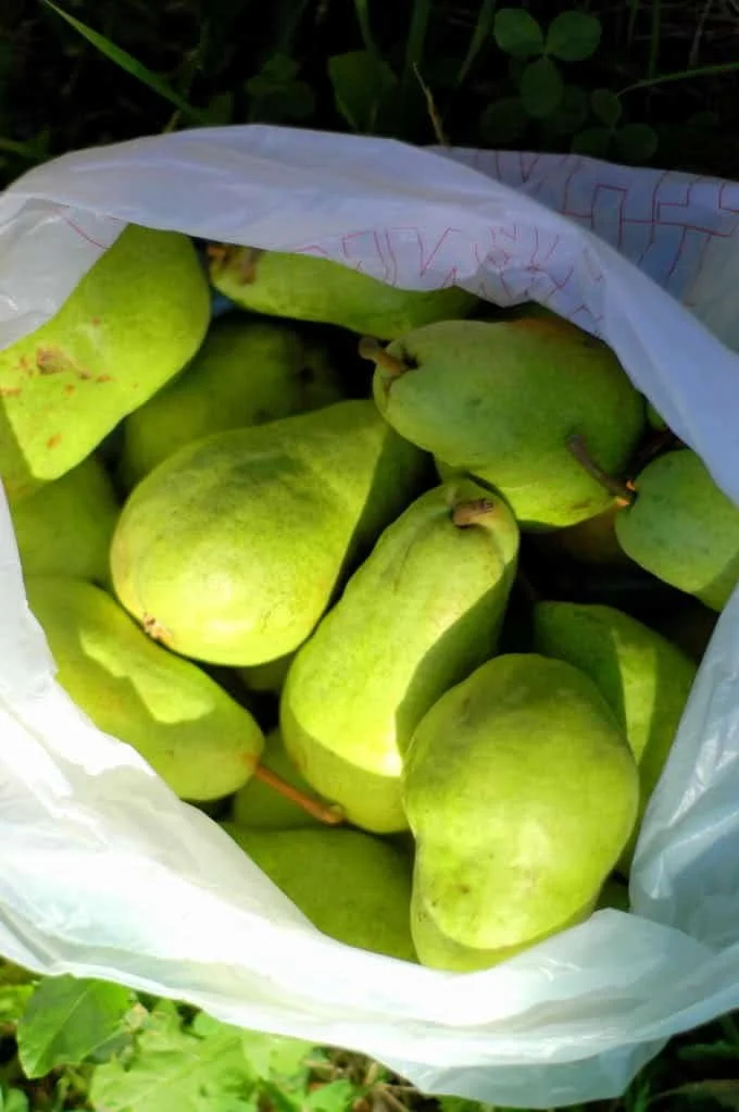 Pears, peace, and The Pundit's Folly.