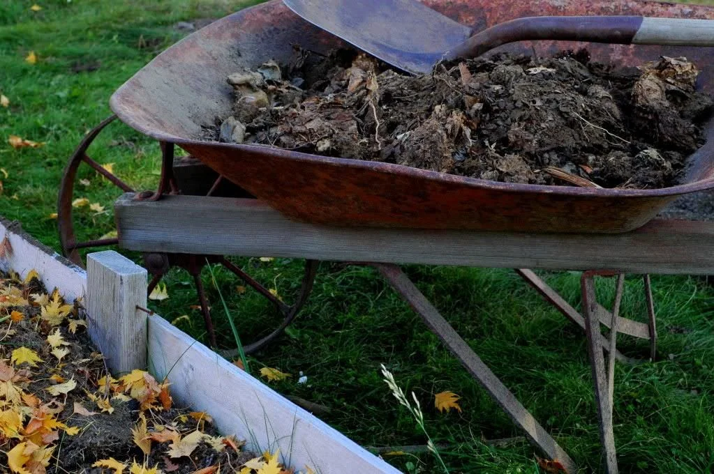 Fall gardening & the purple fairy.
