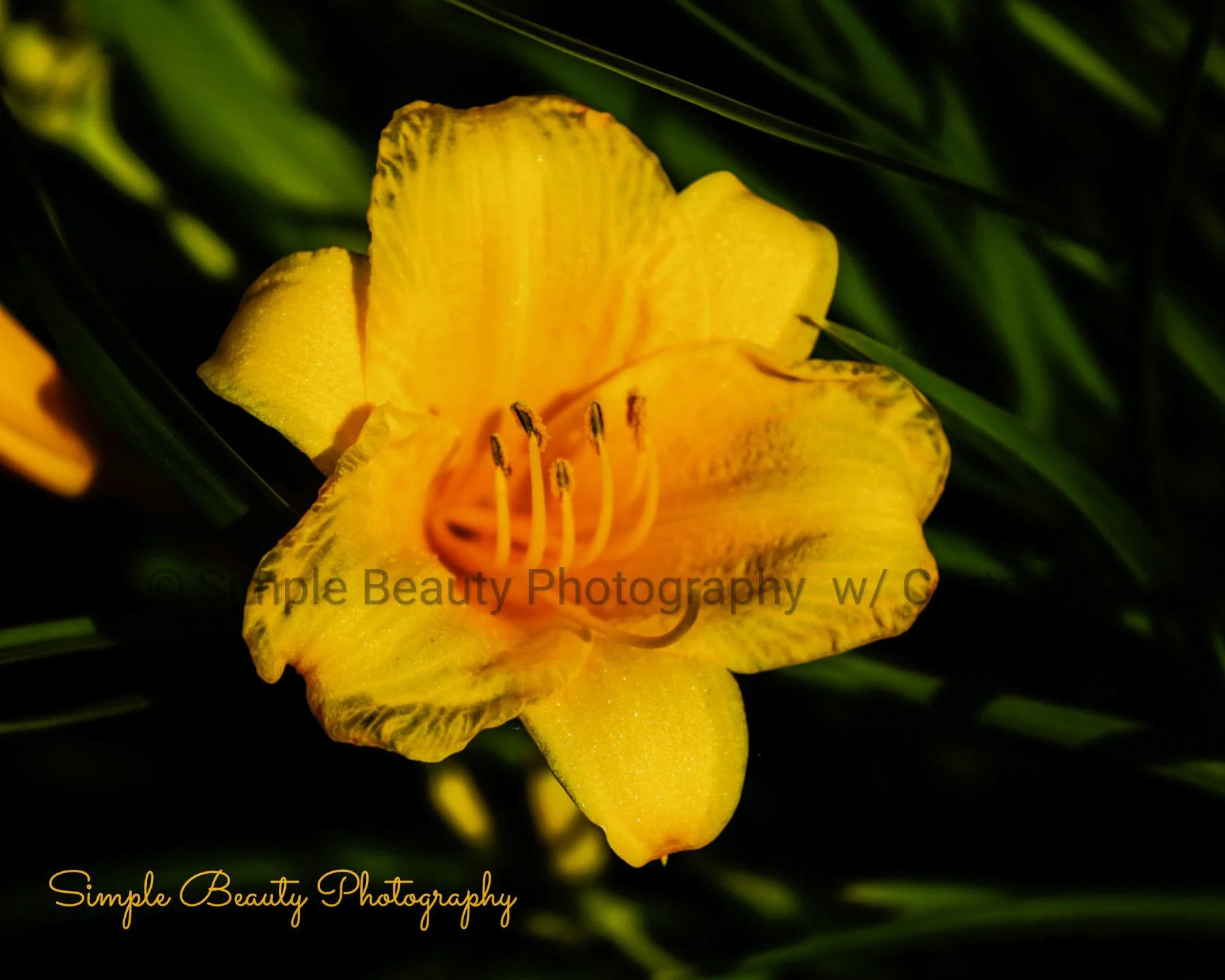 Pretty in Yellow Fine Print 8X10