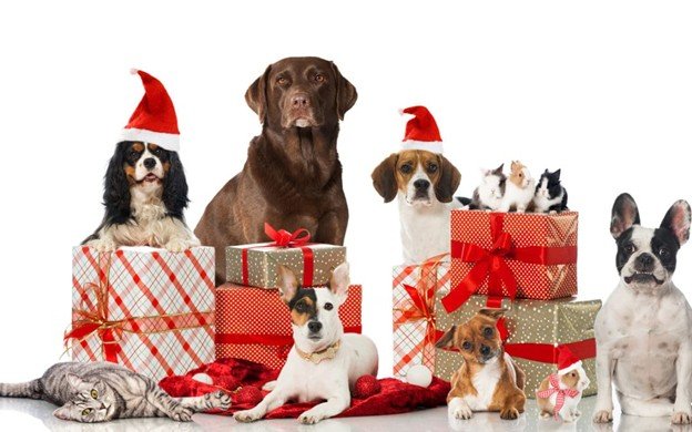 Deck the Paws: December Pet Care Tips from Timber Trails Animal Hospital