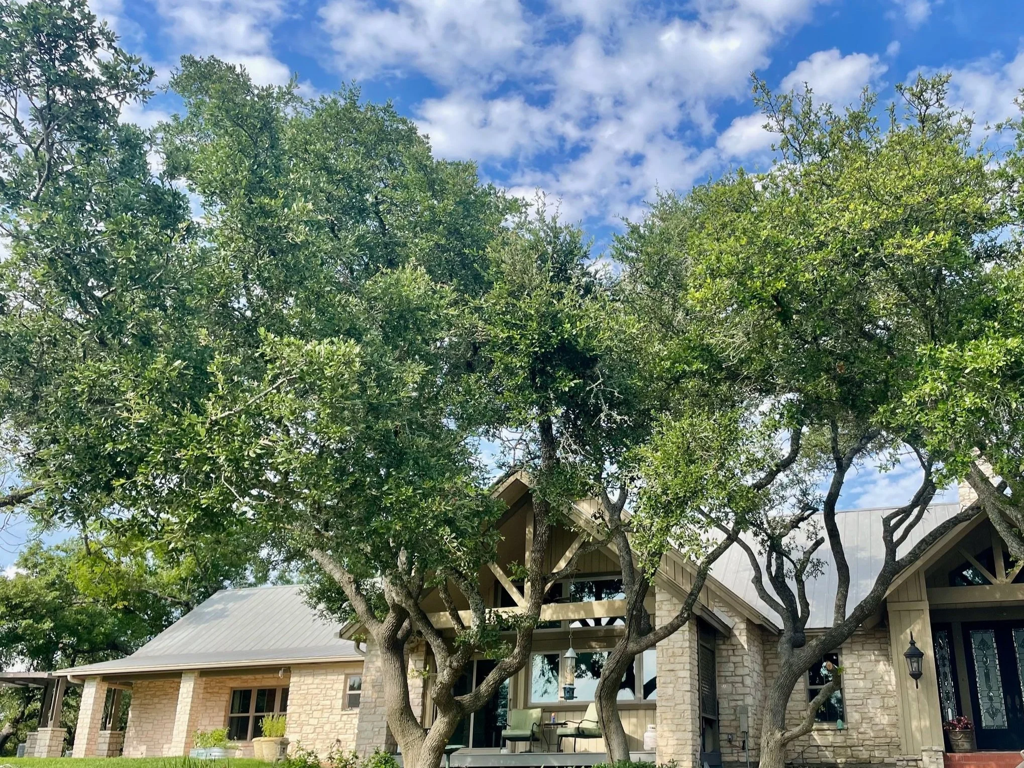 Tree Trimming | Dripping Springs, TX | July 2024