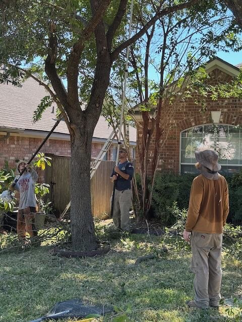 Dynamo Dusty Tree Trimming Services Austin