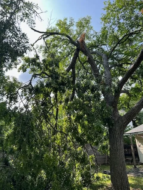 Emergency tree removal services near me for downed trees and brush following local storm by Dynamo Dusty Tree Services.