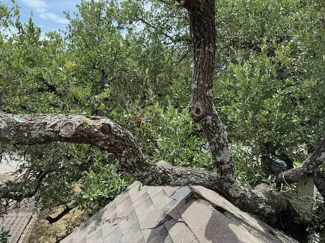 Expert arborist assessing structural failure and root uplift for urgent emergency tree removal in Buda, TX.