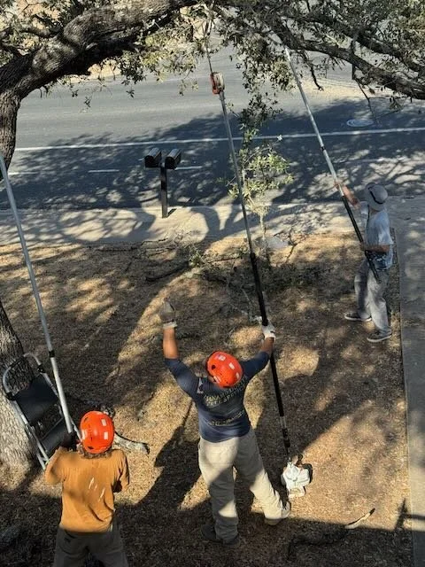 Dynamo Dusty Tree Trimming Services Austin