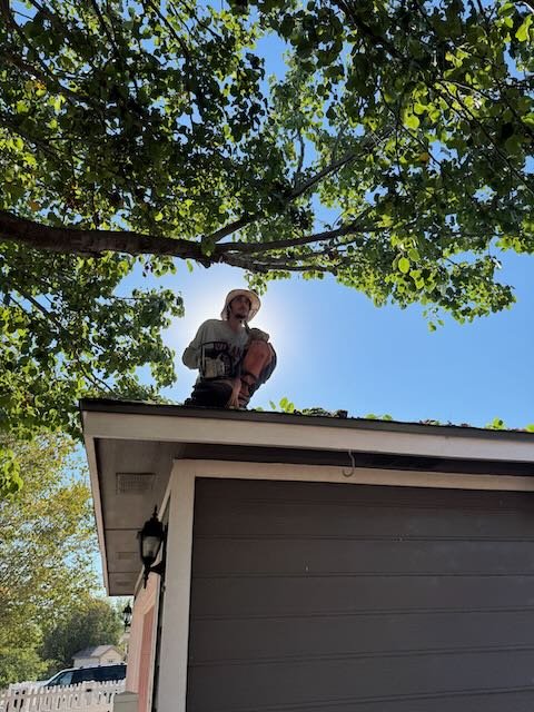 Dynamo Dusty Tree Trimming Services Austin