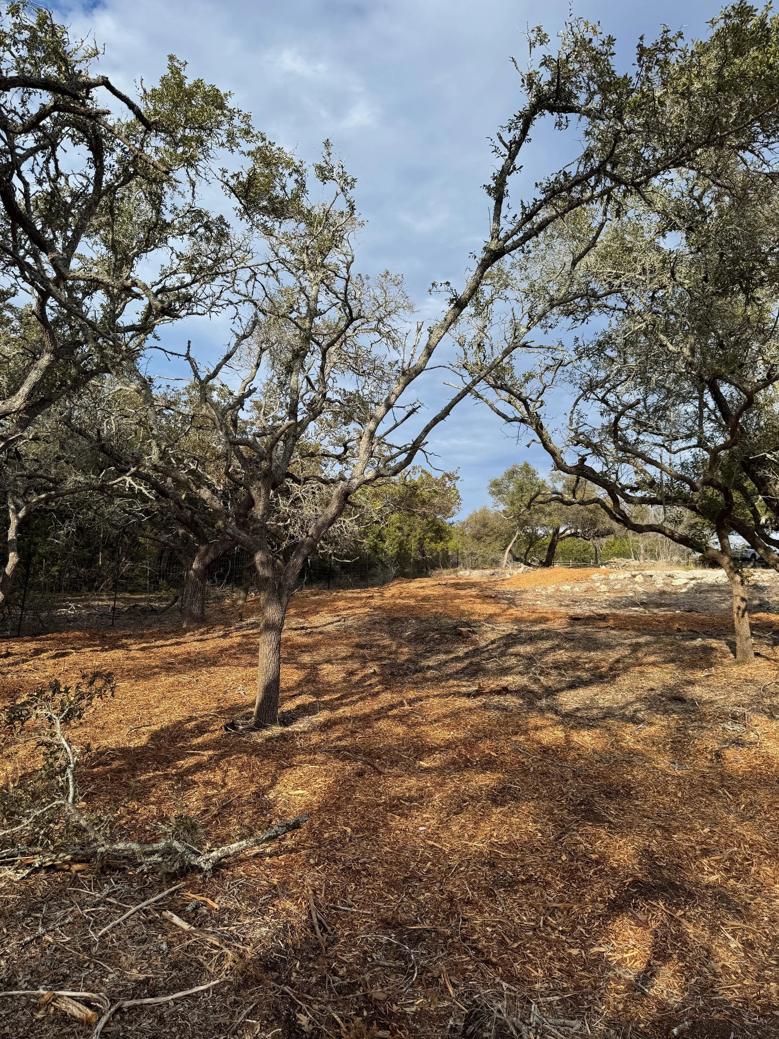 Expert land clearing crew from Dynamo Dusty Tree Services creating a clean fence line or right-of-way clearing near Driftwood, TX.