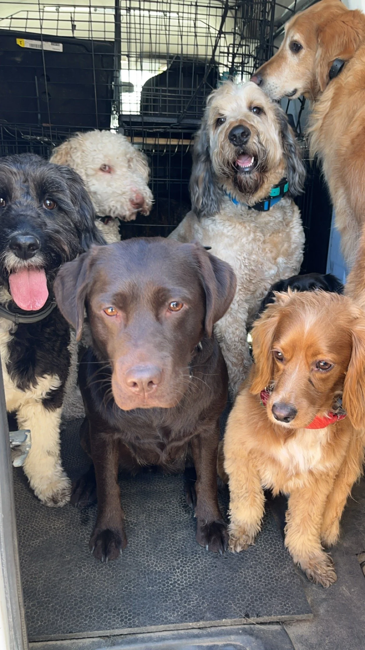 Six dogs of various breeds and colors inside a vehicle with a metal crate in the background.