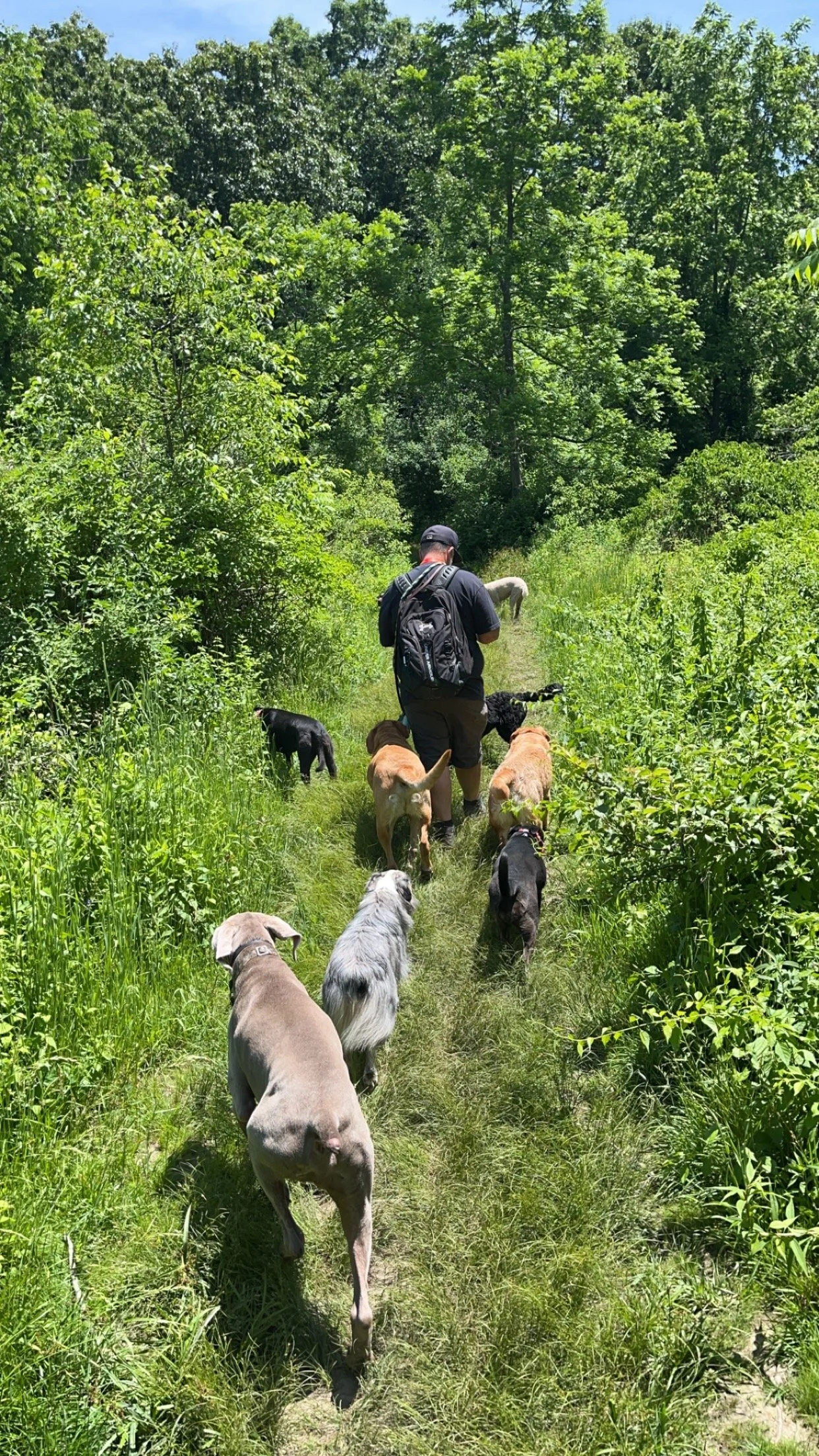Person walking multiple dogs on a narrow trail through lush green woods on a sunny day.