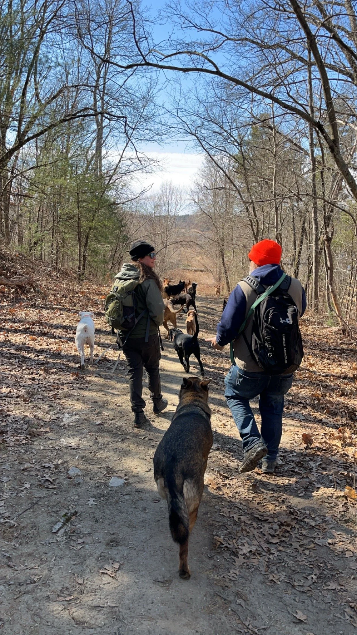 Two people walking dogs on a wooded trail in early spring, with leafless trees and a clear blue sky.