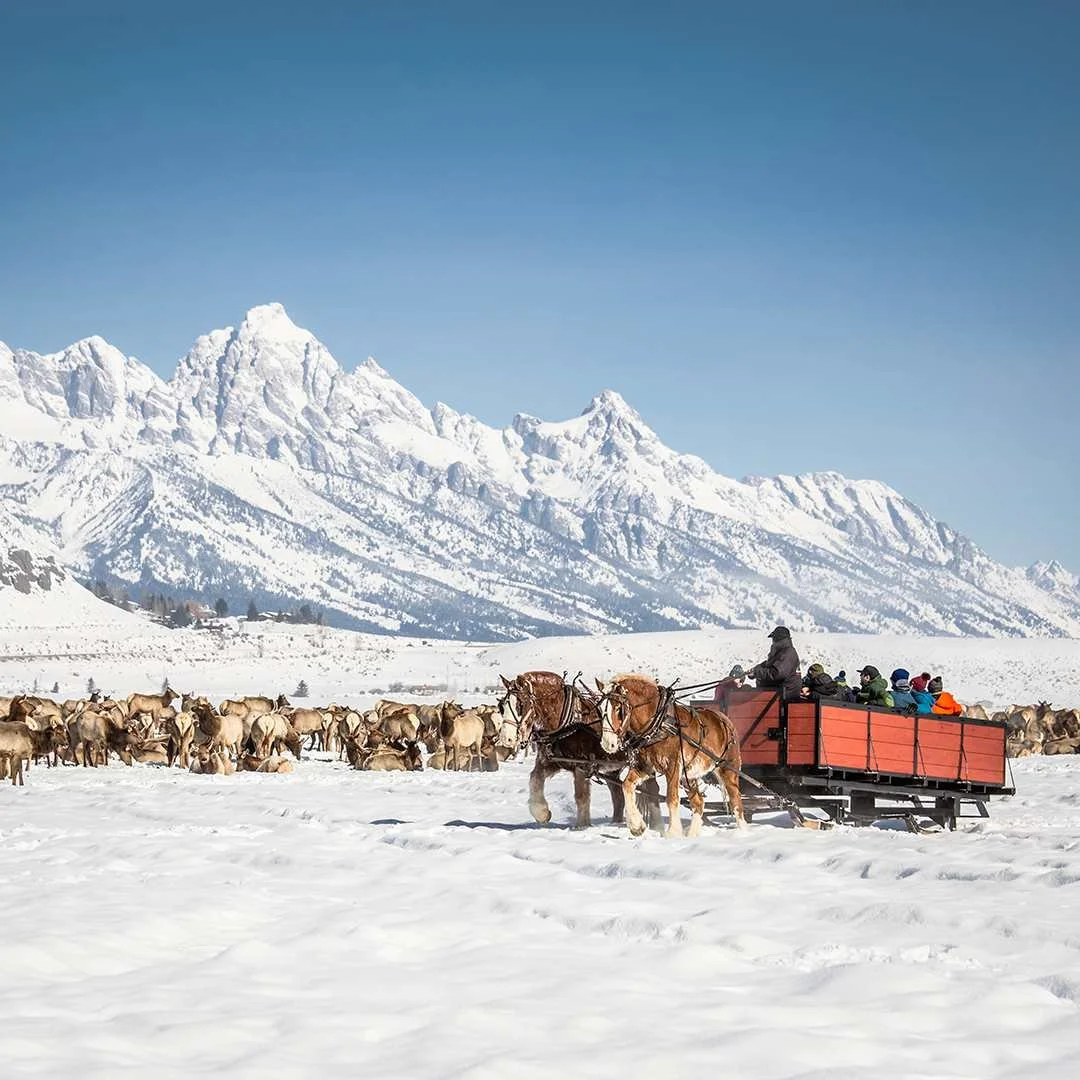 A horse-drawn wagon carrying people through snowy landscape with mountains in the background.