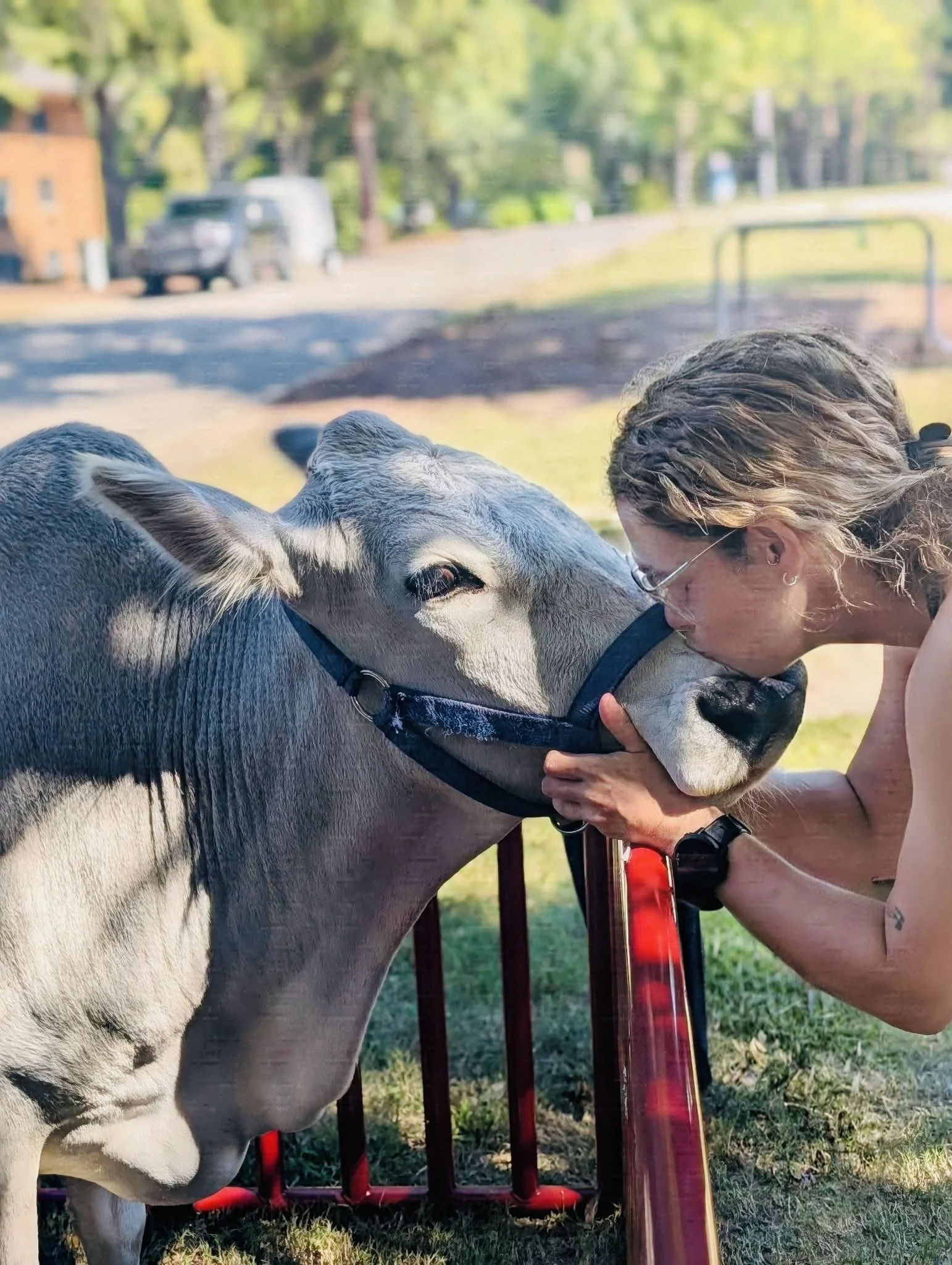 A young woman with glasses and earrings is embracing a gray and white cow, with her nose touching the cow's face. They are outdoors on a grassy area, with a red metal fence and trees in the background.