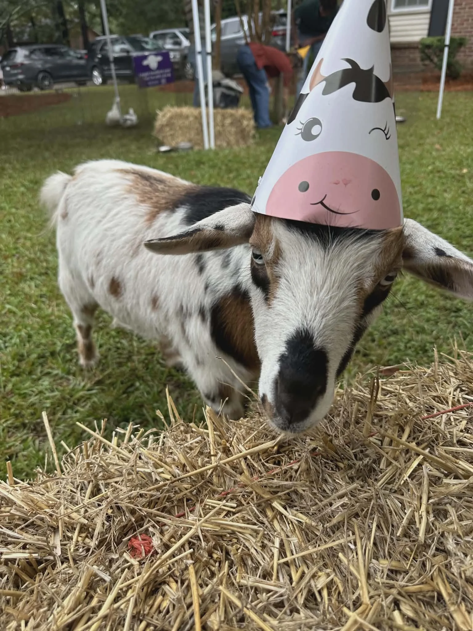 Meet the Animals at Odom’s Mobile Petting Zoo