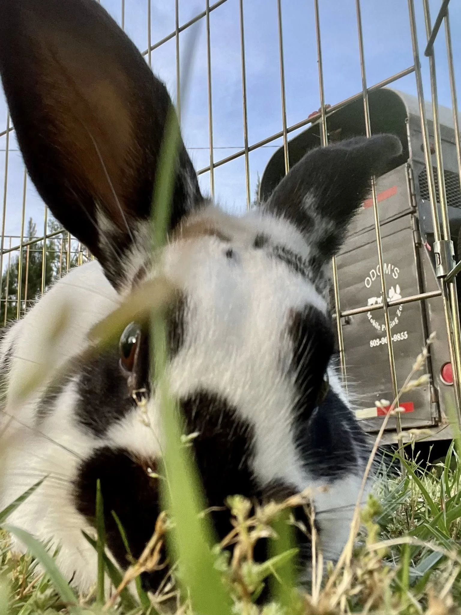 Why Booking a Mobile Petting Zoo for Your Easter Event Will Promise a Perfect Spring Celebration