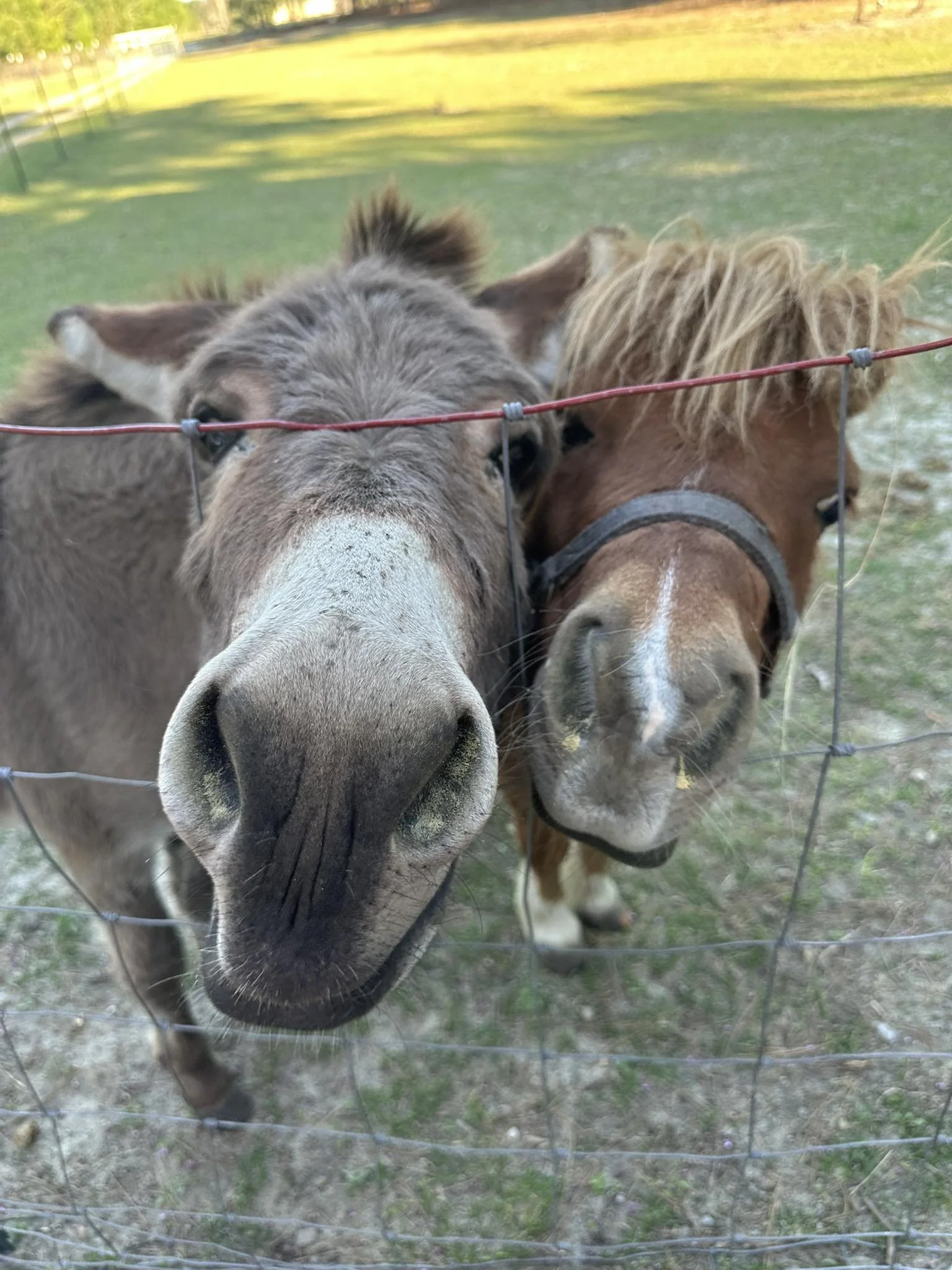 What to Expect When You Book a Mobile Petting Zoo in Columbia