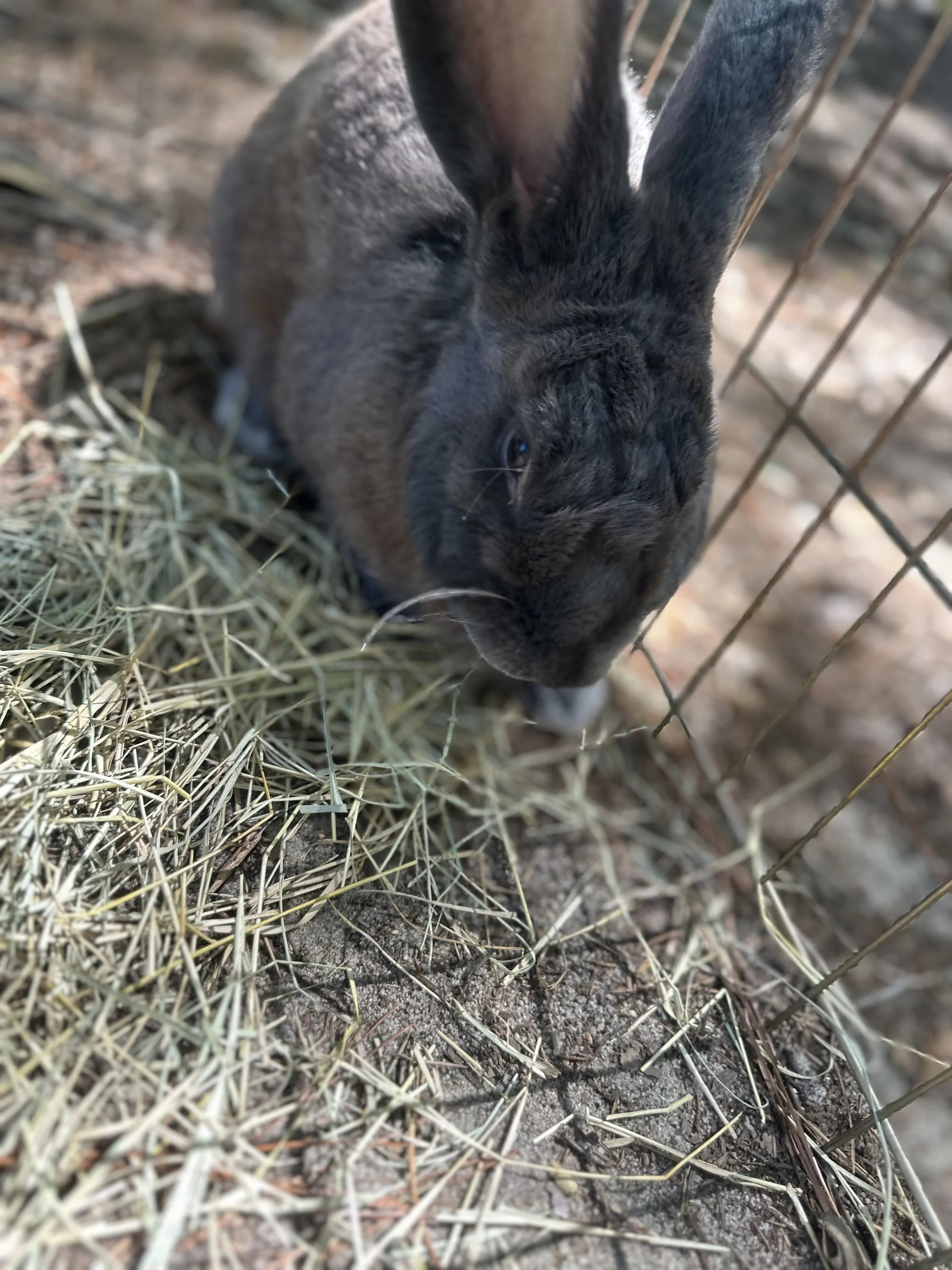 A black rabbit with white markings on its nose and paws sitting on hay inside a wire enclosure.