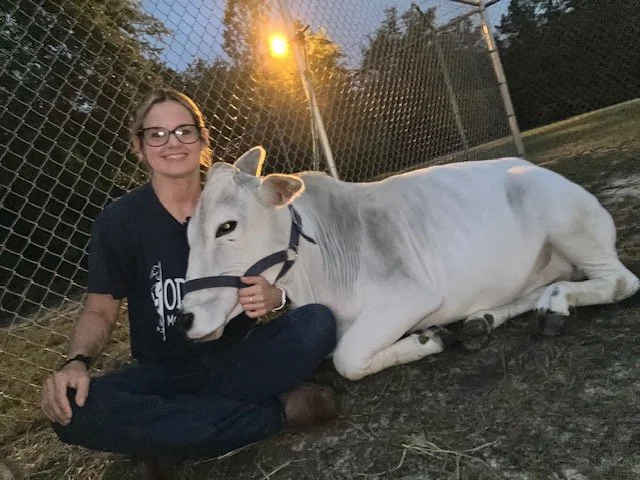A woman with glasses sitting on the ground outdoors at dusk, holding a white calf lying next to her behind a chain-link fence.