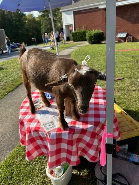 A small goat standing on a red and white checkered tablecloth-covered table outdoors with a tent, building, and people in the background.