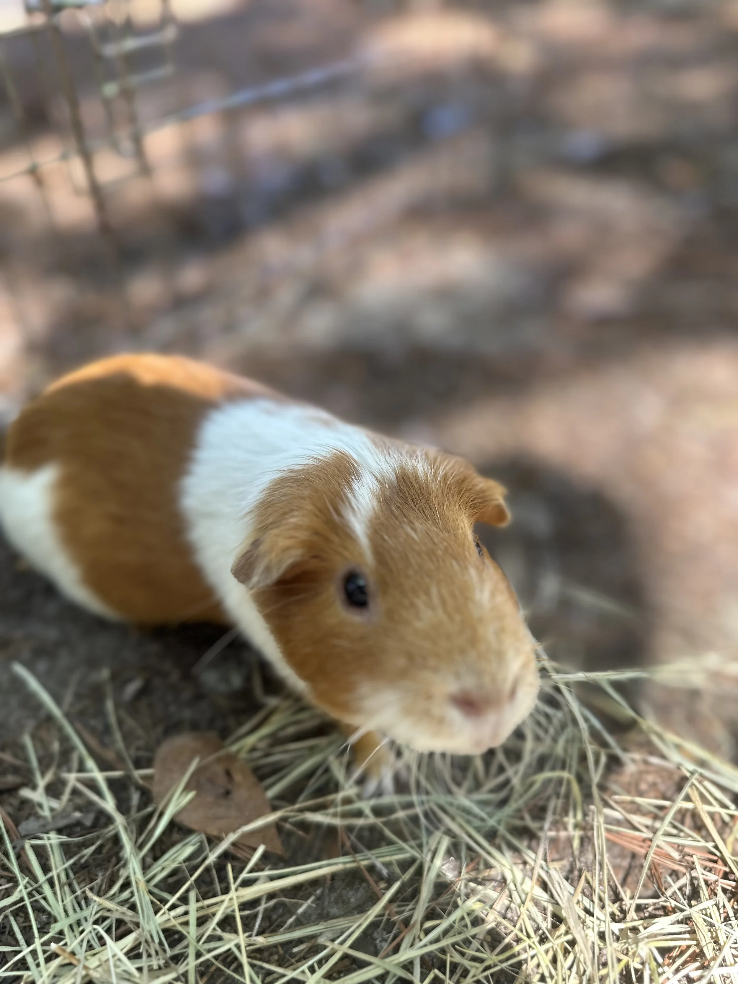 Close-up of a guinea pig with white and brown fur, lying on hay and dried leaves, outdoors.