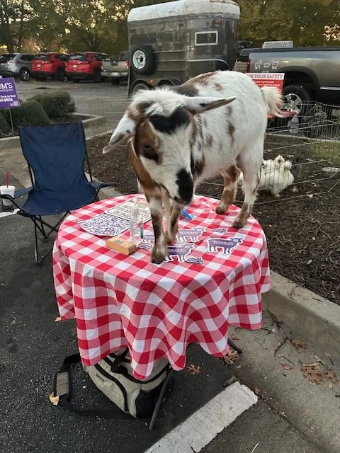 A goat standing on a red and white checkered tablecloth-covered table in a parking lot at an outdoor event.