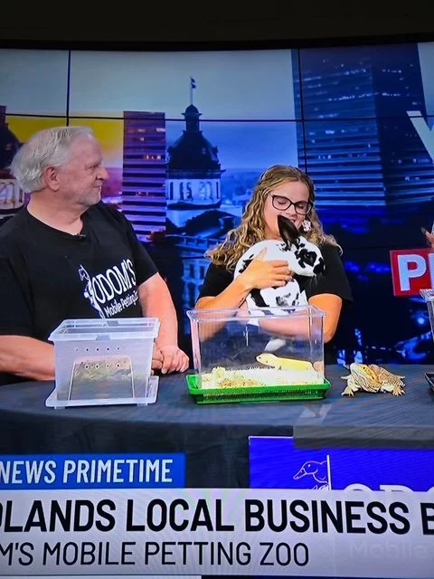 A man and a woman sit at a table with animals, including a rabbit in a cage and a turtle, during a news segment.