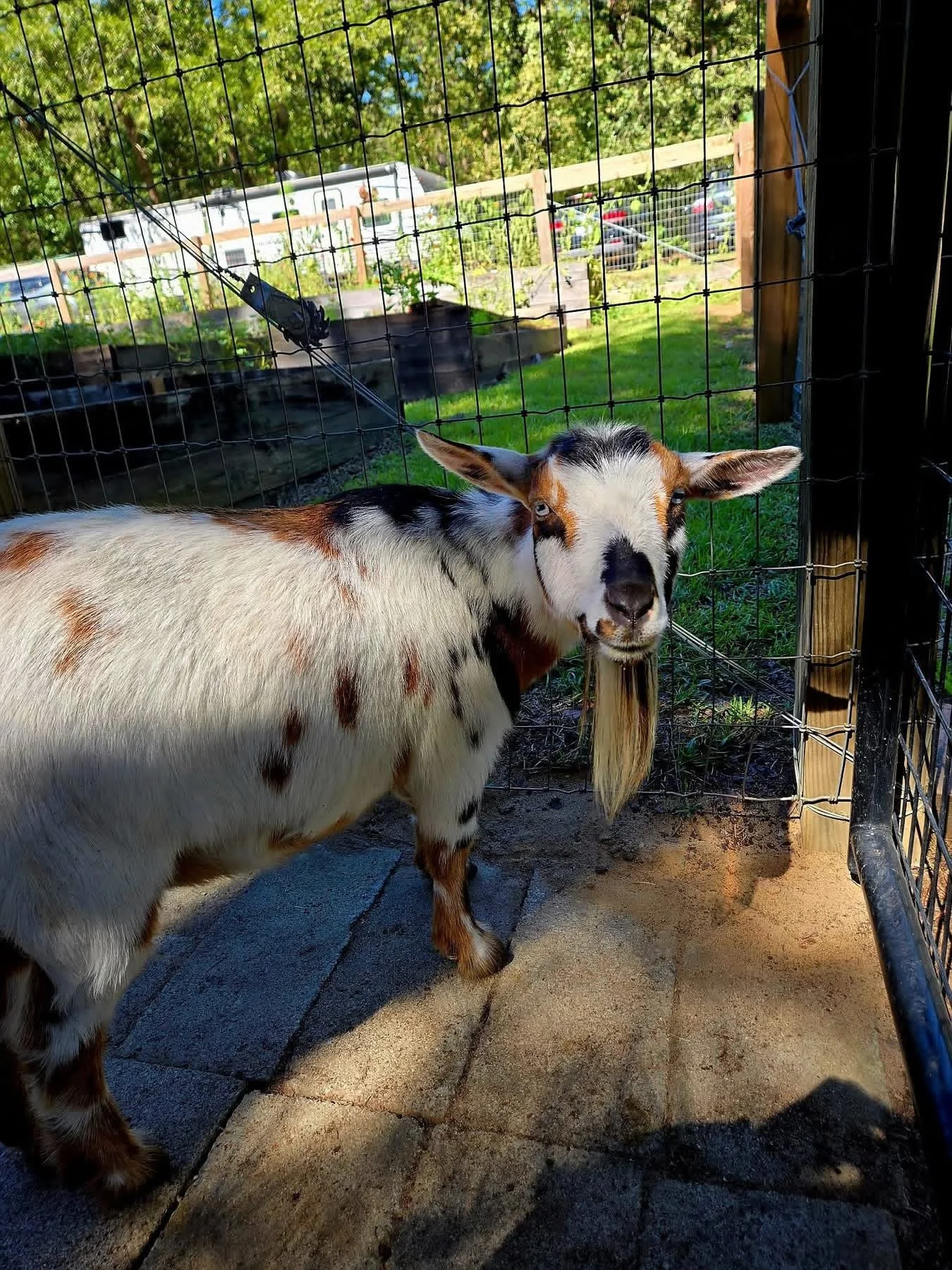 A medium-sized goat with black, white, and brown spots standing on a concrete ground inside an enclosure with wire fencing, with a green outdoor background and parked cars in the distance.