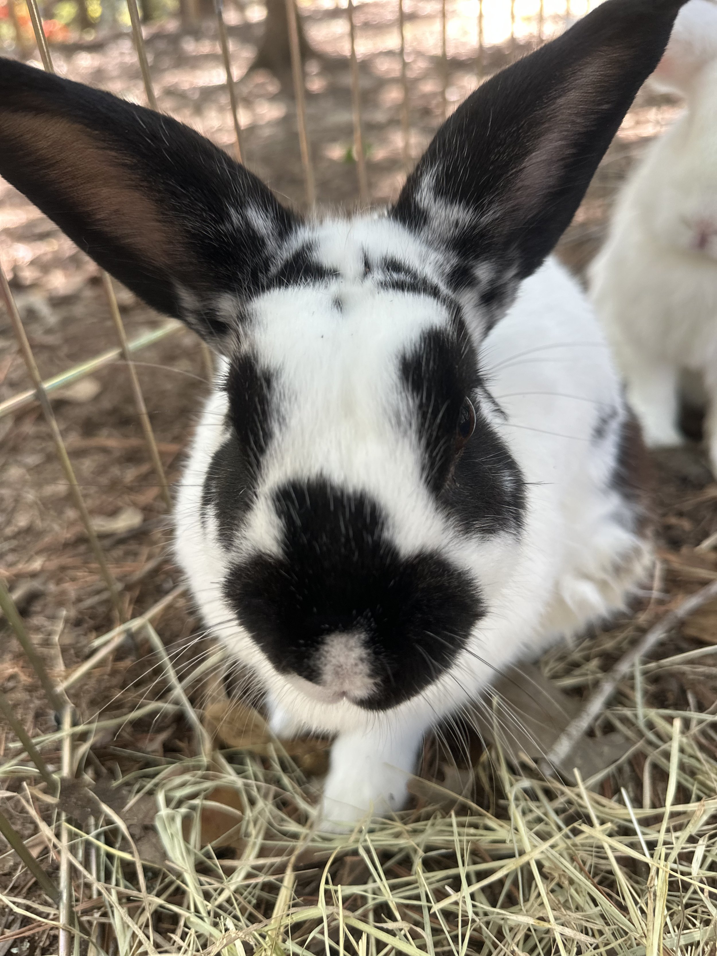 Close-up of a black and white rabbit with large ears in a natural outdoor setting with dried grass and a wire fence in the background.