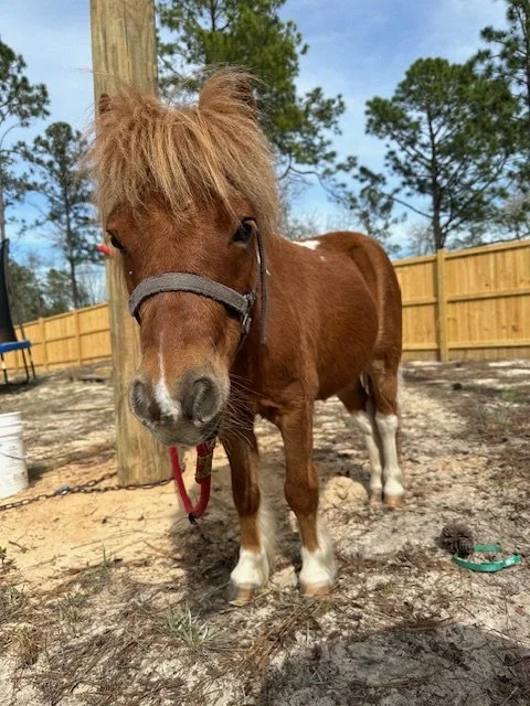 A small brown pony with a light mane standing outdoors on sandy ground near a wooden fence and a utility pole, with trees and a blue sky in the background.
