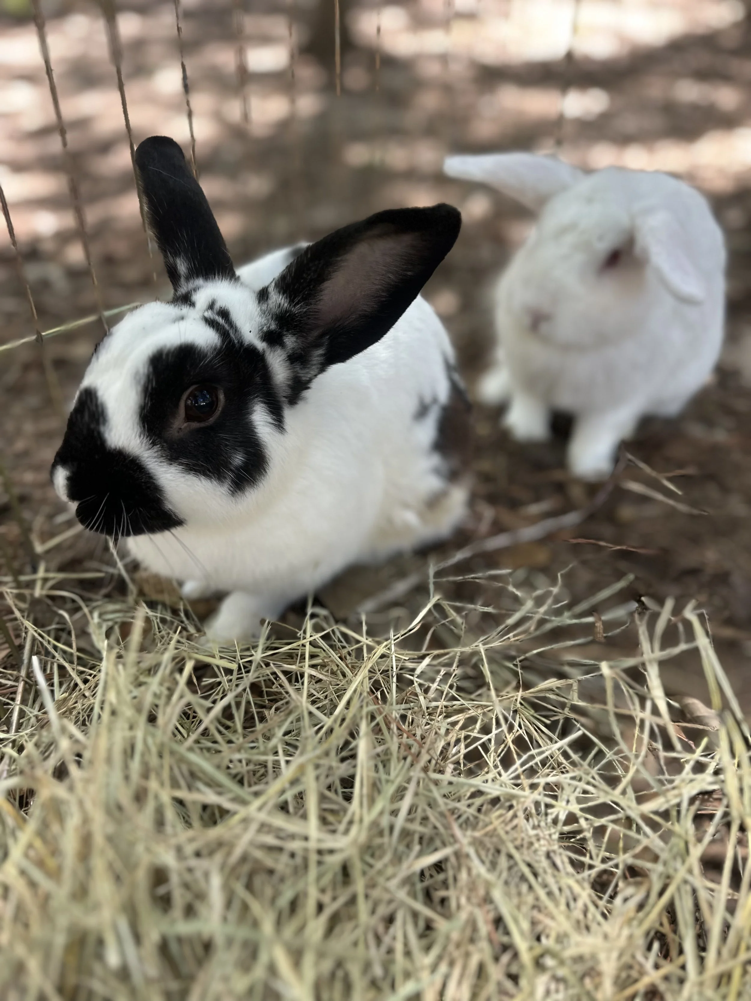 A black and white rabbit with large ears inside a wire enclosure, sitting on straw.